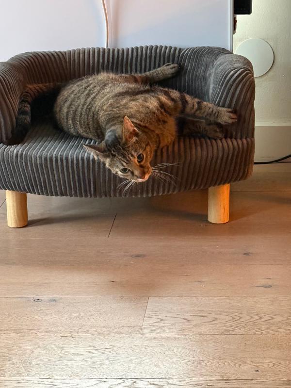 Poes