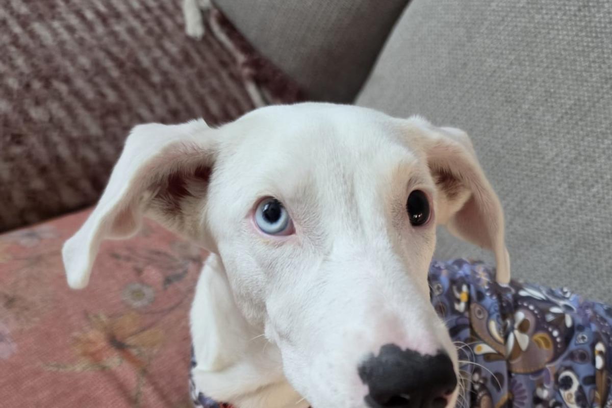Bella
