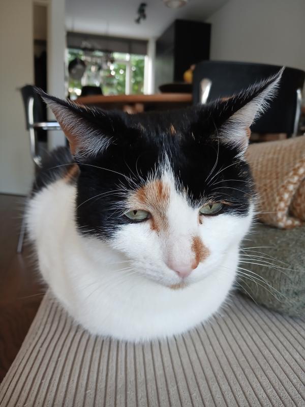 Lilly