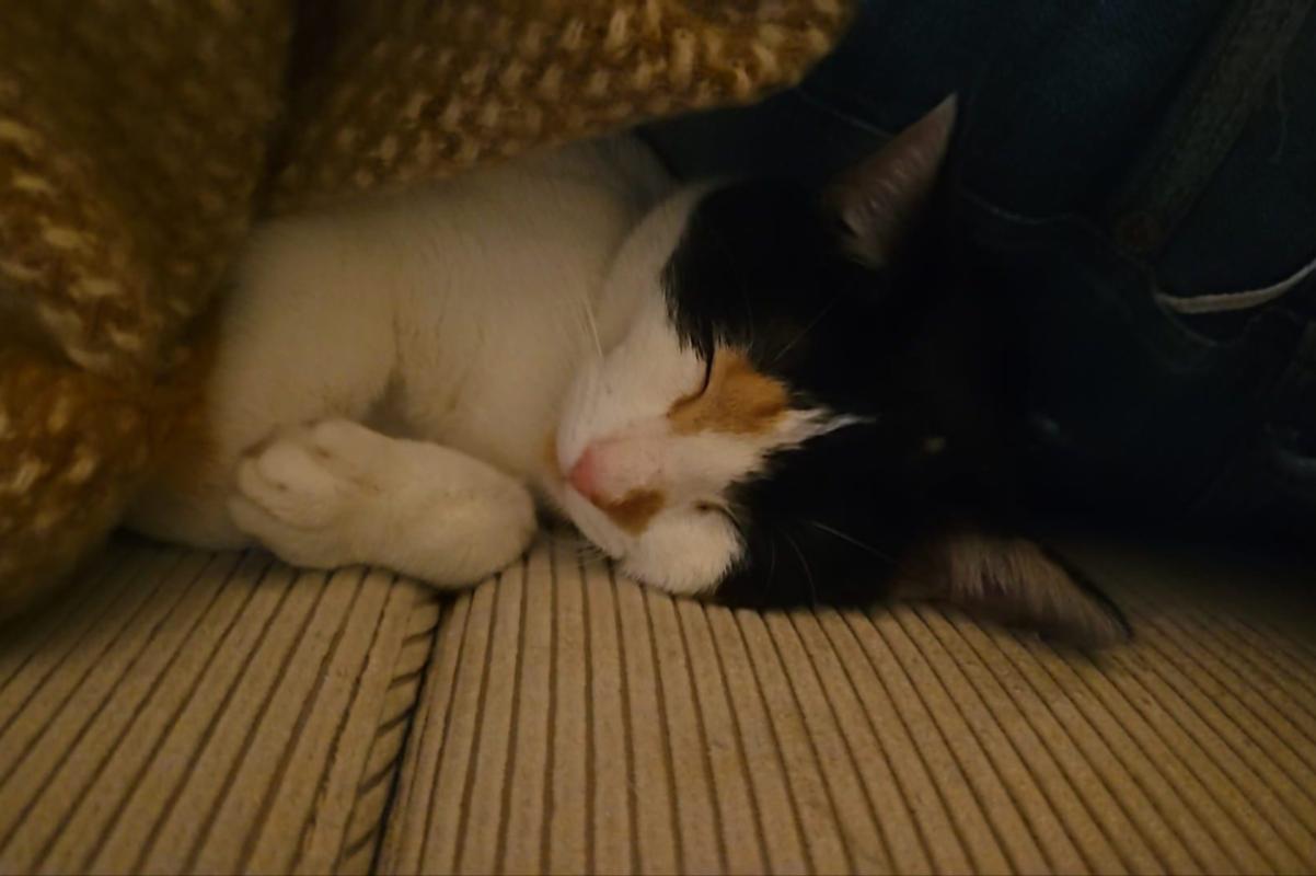Lilly