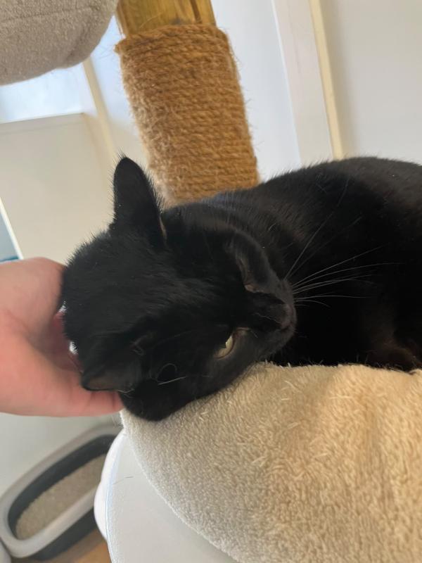 Kitty