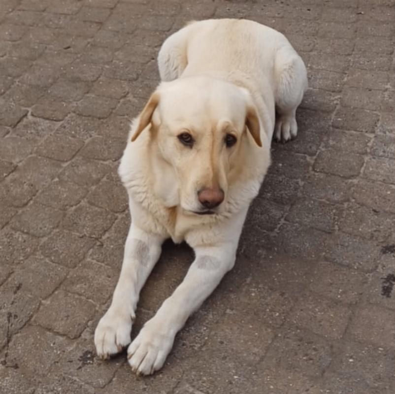 Bob