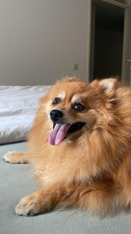 Balou