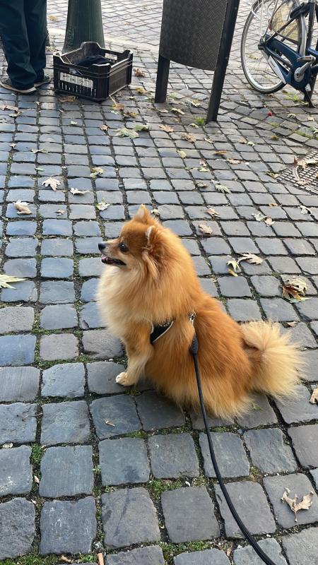 Balou