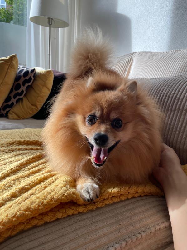 Balou