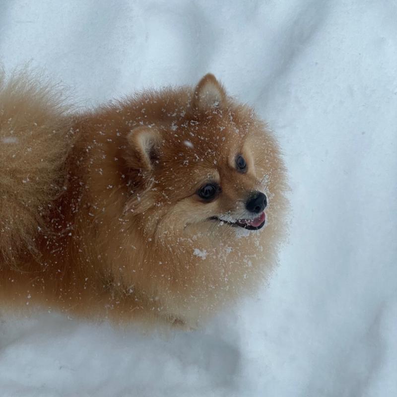 Balou