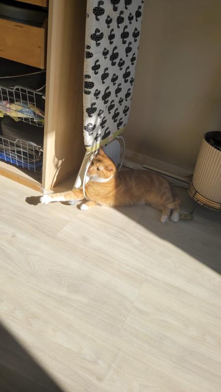 Oscar