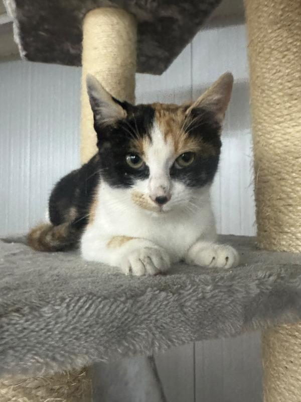 Mocha