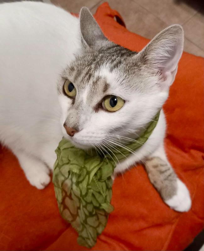 Cleopatra