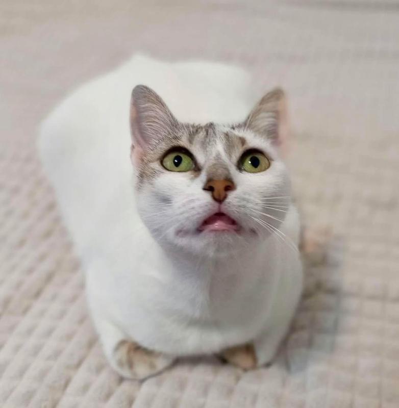 Cleopatra