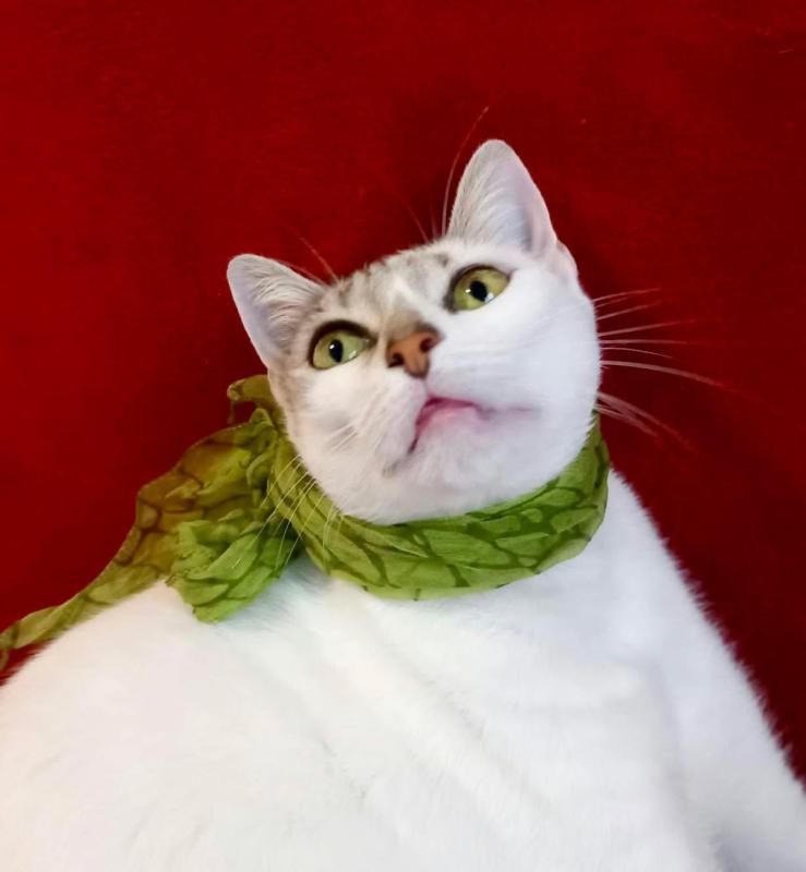 Cleopatra