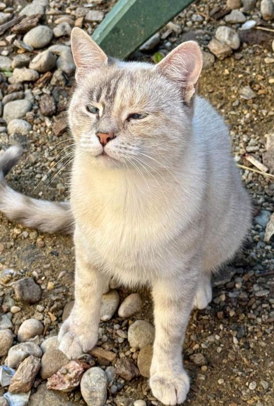 Milva