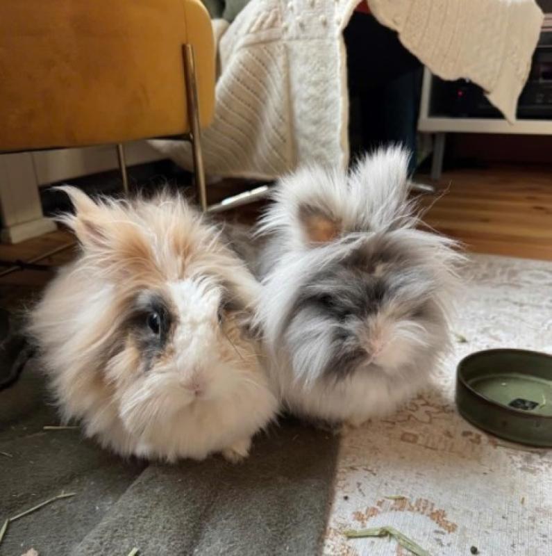 Karel & Dot