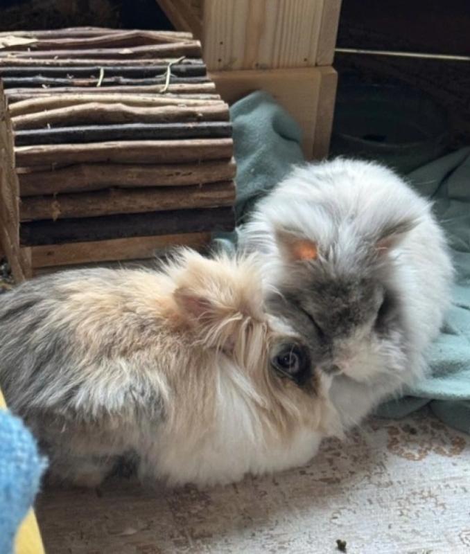 Karel & Dot