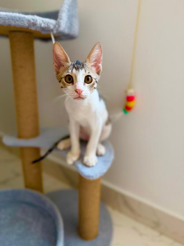 Oliver