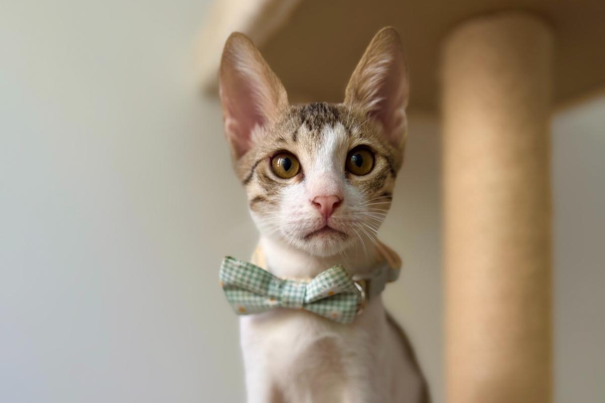 Oliver