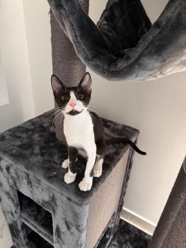 Oscar