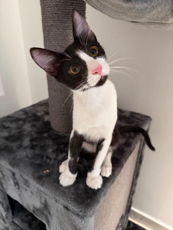 Oscar