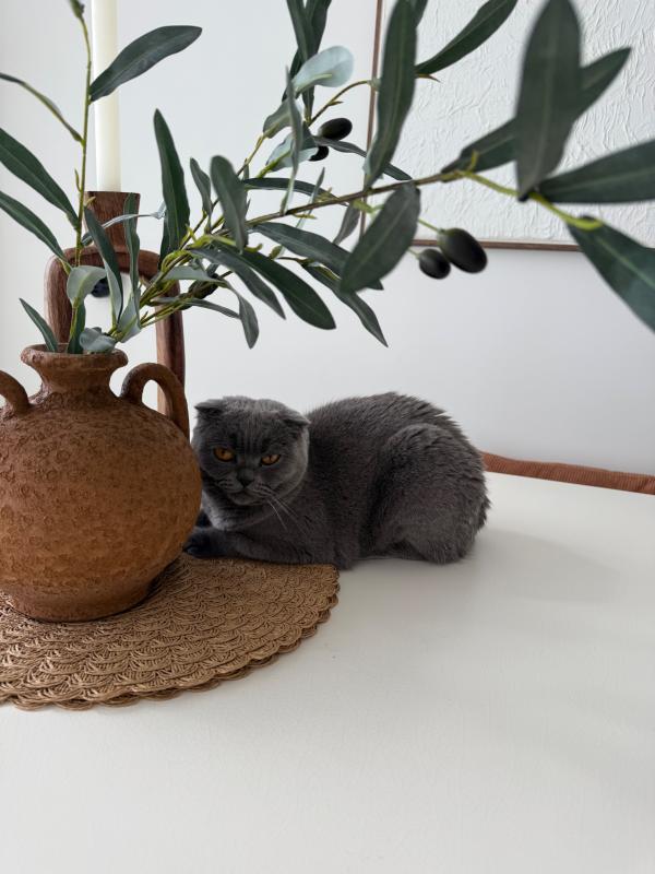 Sheba