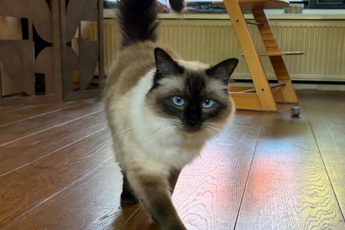 Nellie