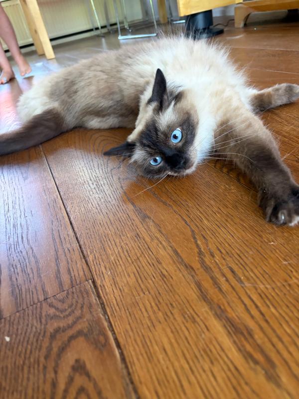 Nellie