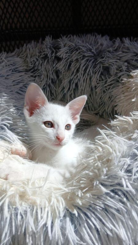 Lilly