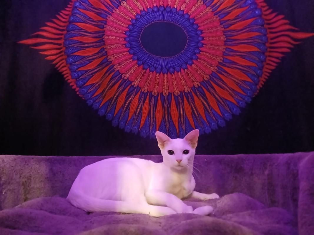 Lilly