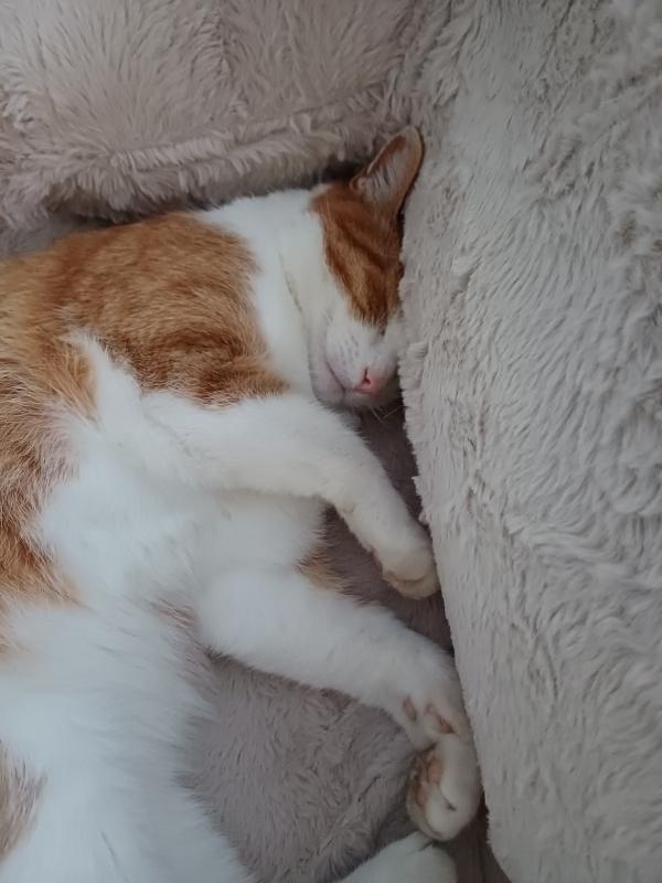 Spot