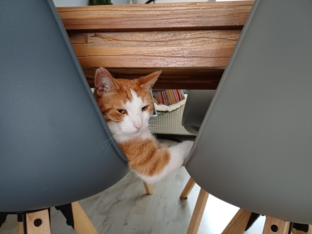 Spot