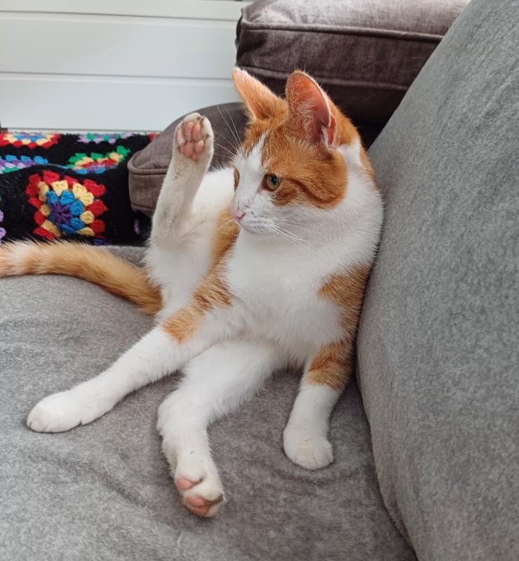 Spot