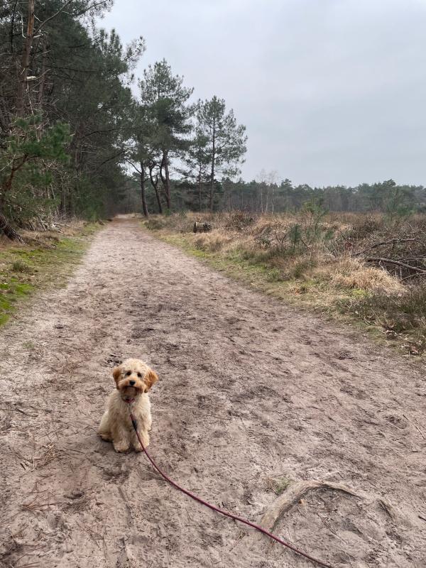 Roosje