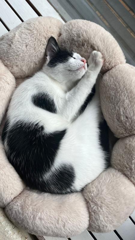 Bo