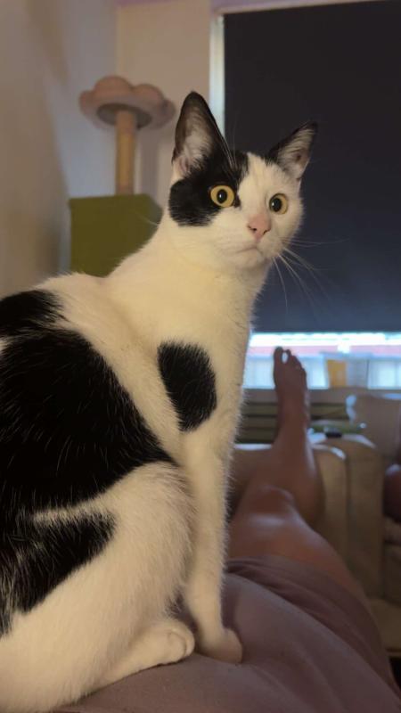 Bo