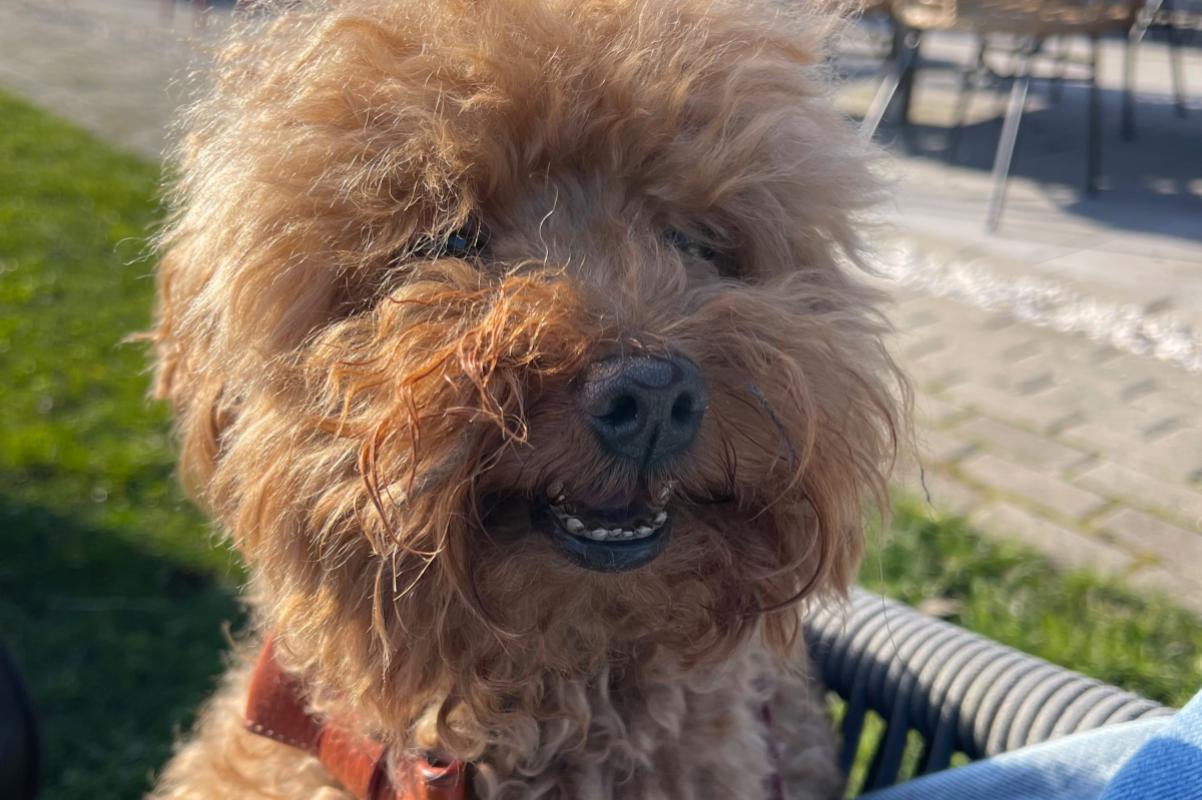 Bruno