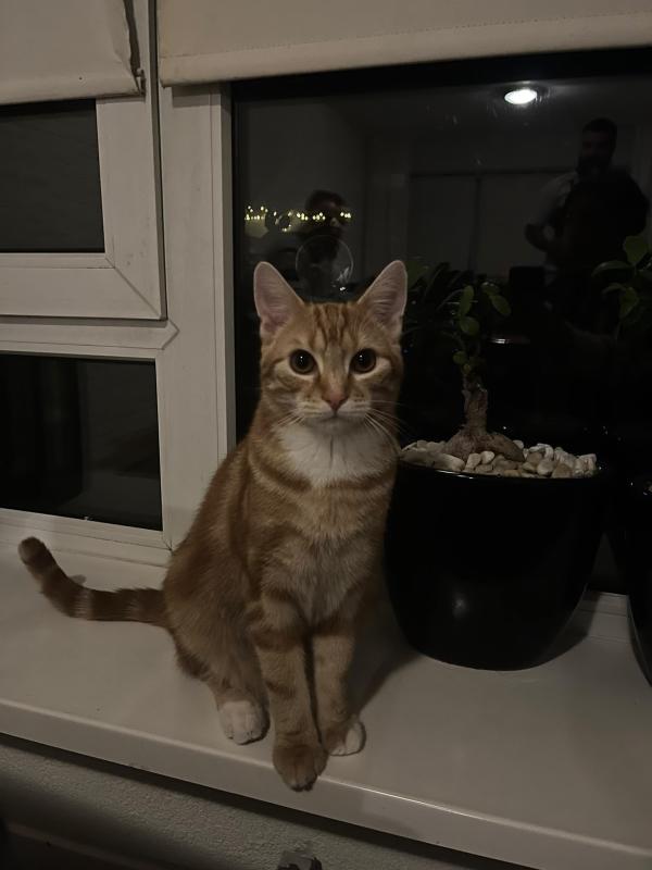 Pipi