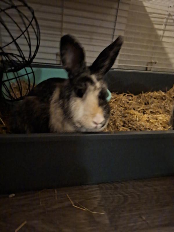 Bibi + Pluisje