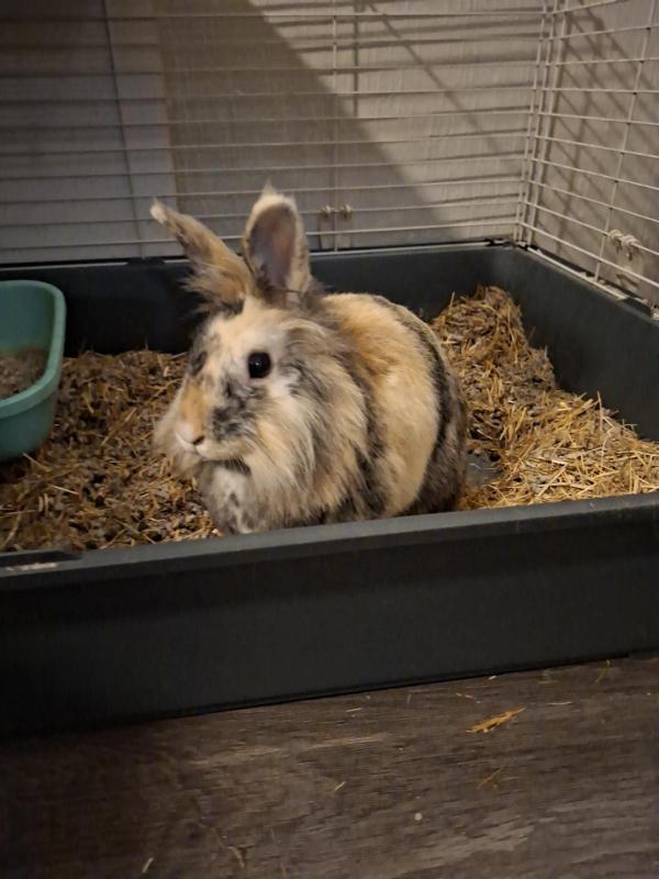 Bibi + Pluisje