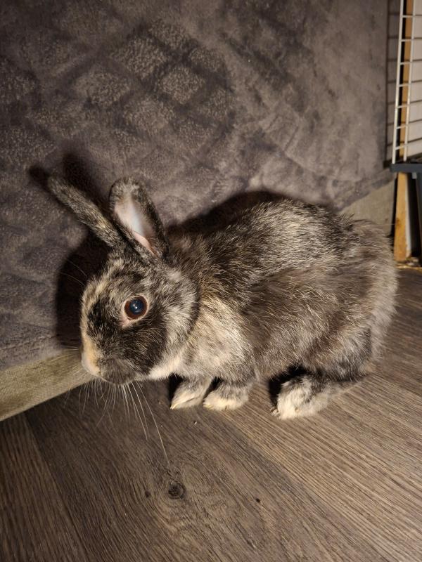Bibi + Pluisje