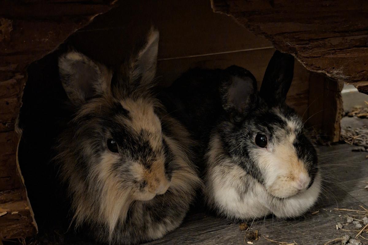 Bibi + Pluisje