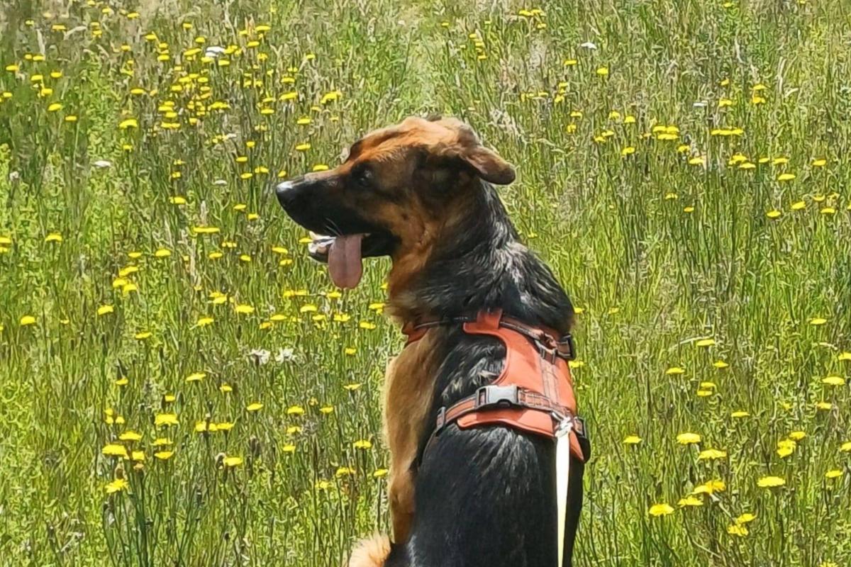 Apollo