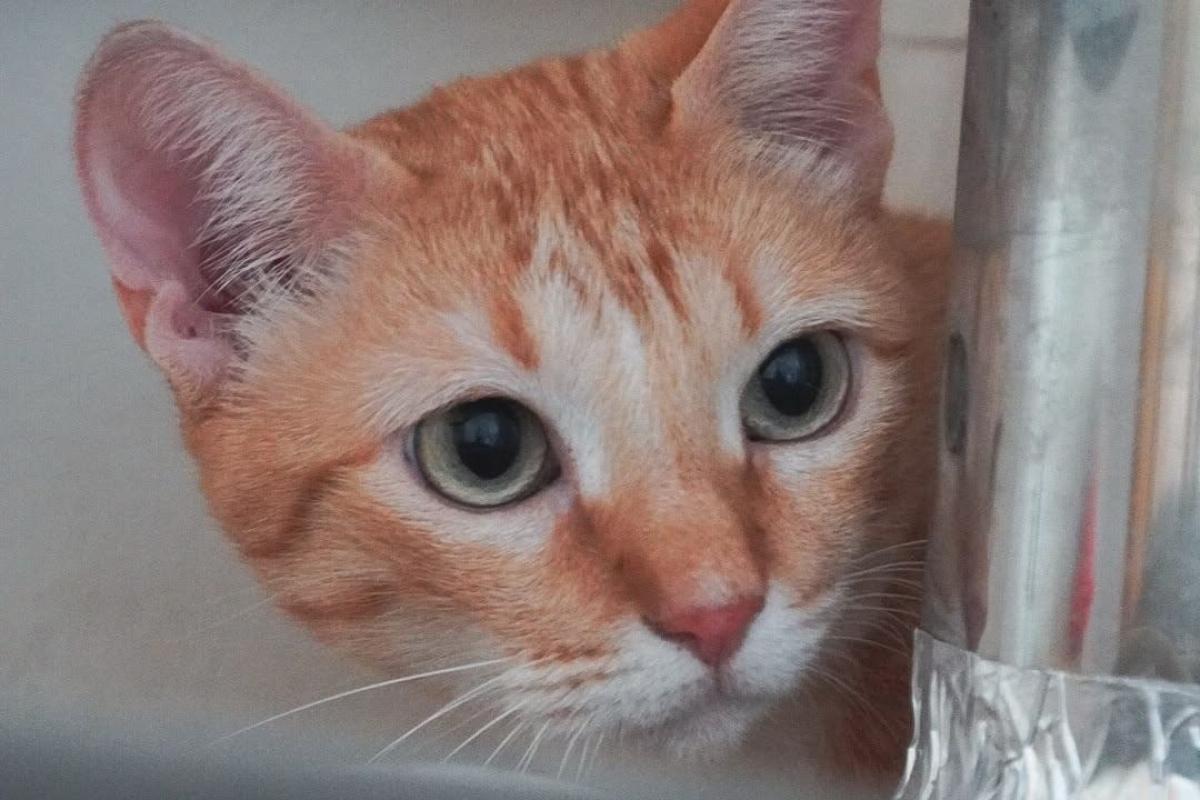 Maggie