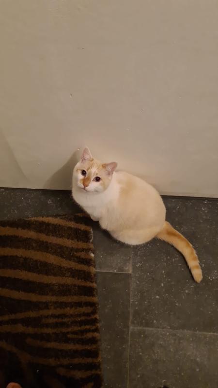Floki
