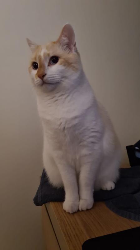 Floki