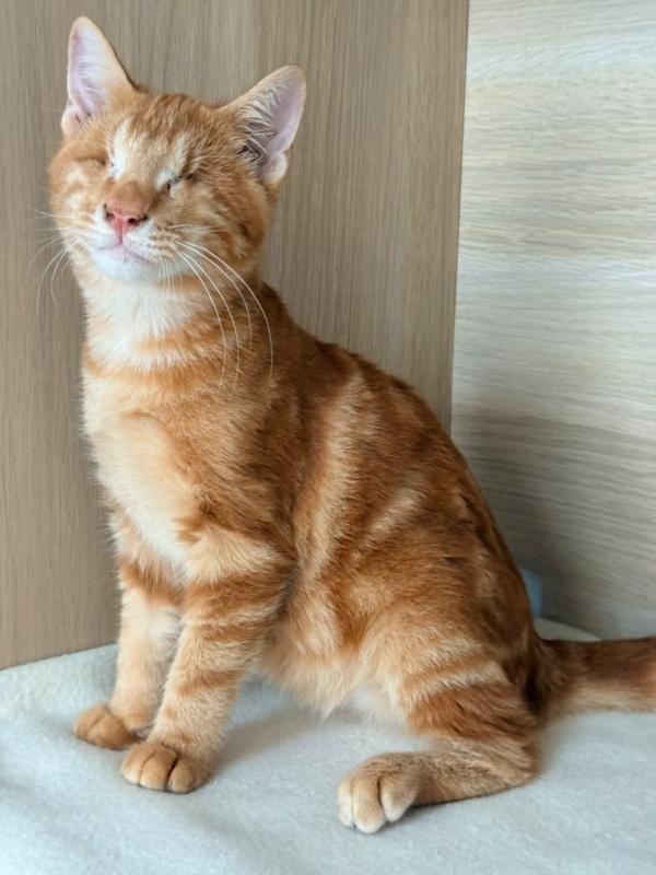 Mochi