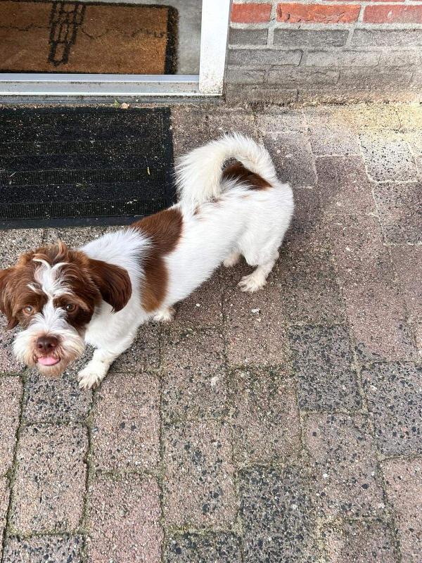 Gizmo
