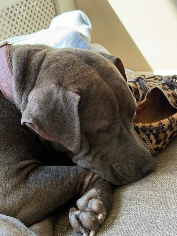 Beau