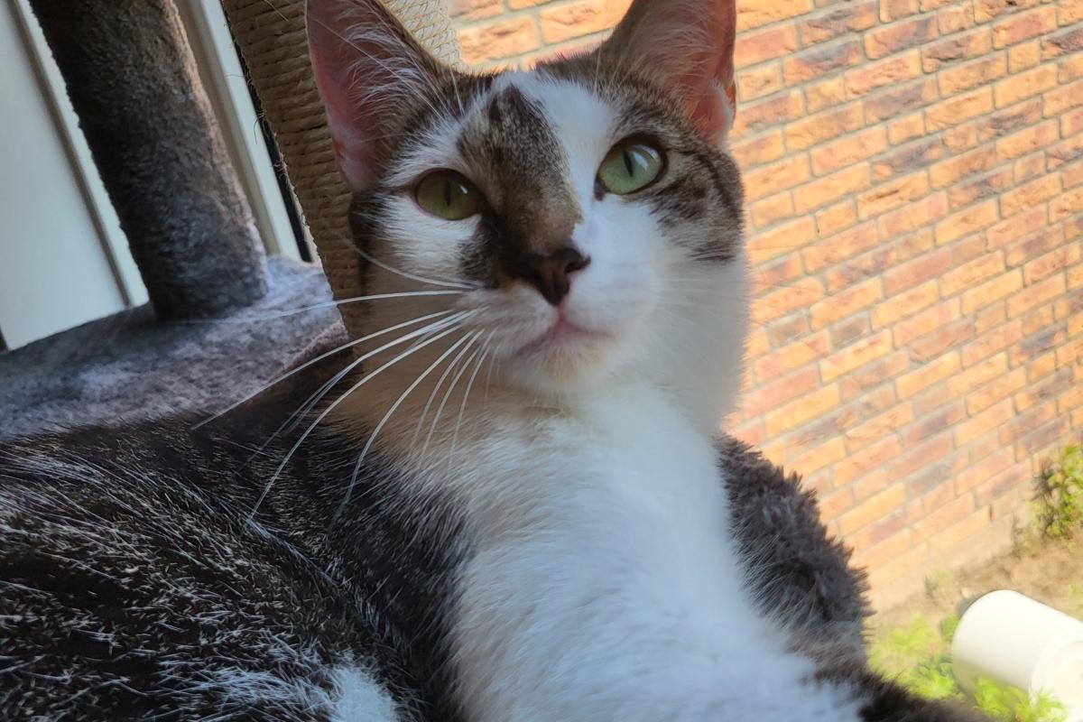 Olaf