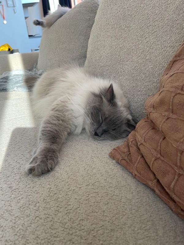 Yuki