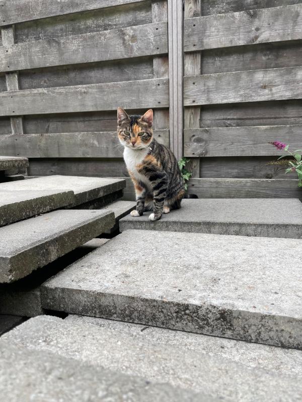 Kiki