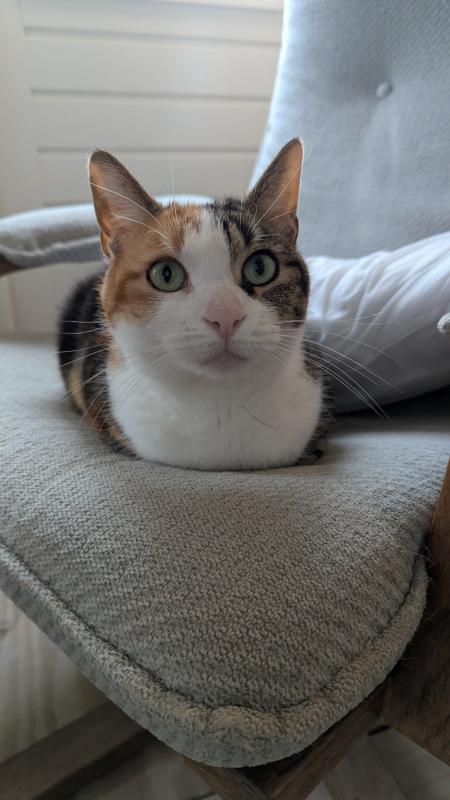 Koos